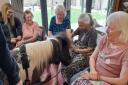 Therapy ponies Charlie and Barney visited Melbourn Springs Care Home