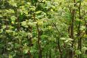 What do I do if find Japanese Knotweed? How you can get rid of it.