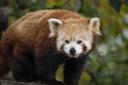 Red panda Tilly at Hertfordshire Zoo