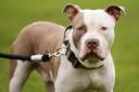 It is now a criminal offence to own or possess an XL Bully dog in England and Wales, and Hertfordshire courts have been cracking down.