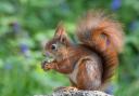 Dobbies in Royston is helping to protect red squirrels