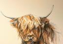 Sarah Wylie will be displaying her animal paintings at Curwens Art Gallery