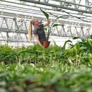 now produces more than 500,000 houseplants per year.
