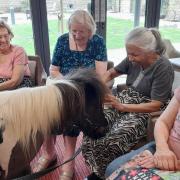 Therapy ponies Charlie and Barney visited Melbourn Springs Care Home