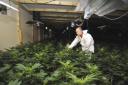 A forensic officer surveys the cannabis plants discovered inside the factory. Picture: HELEN DRAKE