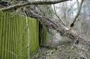 A tree fell on Keith and Sarah Kearney's home in Royston during Storm Eunice