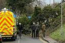 The giant tree fell on Station Road in Melbourn, south-west Cambridgeshire.