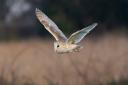 A barn owl snapped over the fields Gladman proposed to build on in Royston.