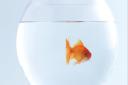 NHDC voted unanimously to ban the giving of goldfish as prizes on council land. Picture: Getty Images/Ingram Publishing