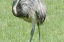 A rhea like this had been on the loose in Crow country, but has now been killed