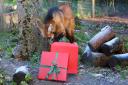 Maned wolves at Shepreth Wildlife Park enjoyed Christmas treats to celebrate the release of a video game expansion pack