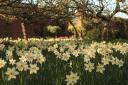 Daffodils in the walled garden at Wimpole Estate