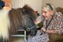 Charlie the therapy pony visited Melbourn Springs Care Home