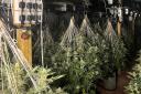 3249 cannabis plants were seized in the raids.