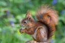 Dobbies in Royston is helping to protect red squirrels