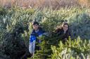 Dobbies Garden Centre in Royston is giving away Christmas trees to selected schools