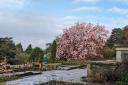 The Magnolia campbellii at Bodnant Garden, Conwy, in bloom in February 2024 (National Trust/PA)