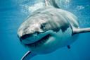 Great white sharks can grow up to 21 feet in length and weigh up to 4,500 pounds.