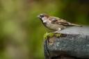 Dobbies Royston has teamed up with the RSPB to help the house sparrow population