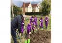 Children from Barley Barkway First Schools Federation have been enjoying their allotment