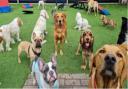 Family Pet Care operates its doggy day care from a new premises in Meldreth