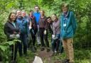 Volunteers removed cow parsley from Stile Plantation in Royston
