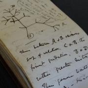 Charles Darwin's famous 1837 Tree of Life sketch, which sets out the theory of evolution will be on display at Cambridge University Library from tomorrow (July 9) until December 3.