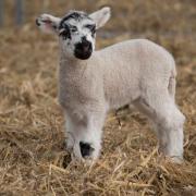 A lamb at Willows Activity Farm