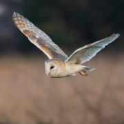 A barn owl snapped over the fields Gladman proposed to build on in Royston.