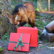 Maned wolves at Shepreth Wildlife Park enjoyed Christmas treats to celebrate the release of a video game expansion pack