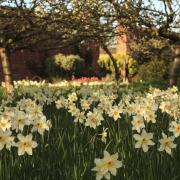 Daffodils in the walled garden at Wimpole Estate