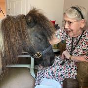 Charlie the therapy pony visited Melbourn Springs Care Home