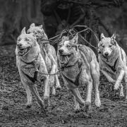 Husky Dogs by Phil Gravett