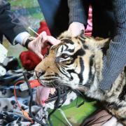 Ratna the tiger underwent 'ground-breaking' eye surgery at Shepreth Wildlife Park