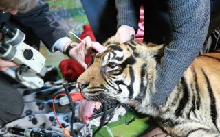 Ratna the tiger underwent 'ground-breaking' eye surgery at Shepreth Wildlife Park